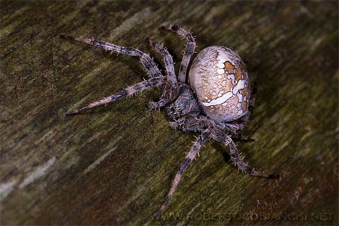 Araneus diadematus